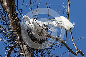  Pair of mated in their nest on a tree branch.